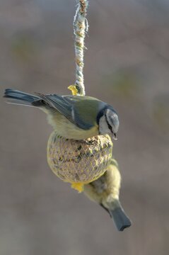 Blue tit, parus caeruleus, birds, feeding, high size, portrait format, tits, passeri, songbirds, tits, birds, winter feeding