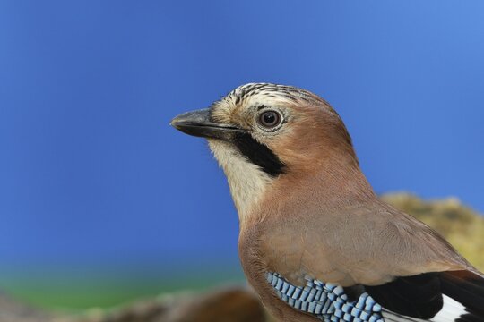 Eurasian jay (Garrulus glandarius), animal portrait, Wilden, North Rhine-Westphalia, Germany