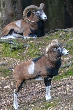 Artiodactyla, even-toed ungulate, mouflon, mouflon, mouflon, ovis gmelini musimon, cloven-hoofed, high size, portrait format, mammals, sheep, mammals, rams, game