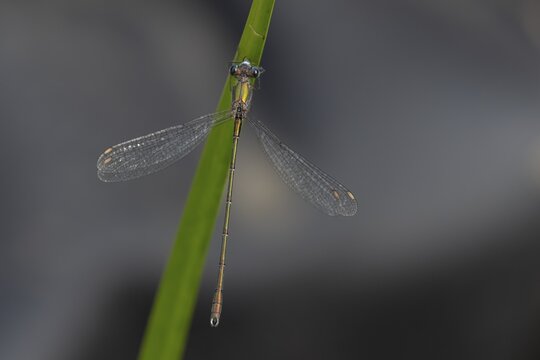 Emerald damselfly (Lestes sponsa) adult insect on a Reed plant leaf in the summer, England, United Kingdom
