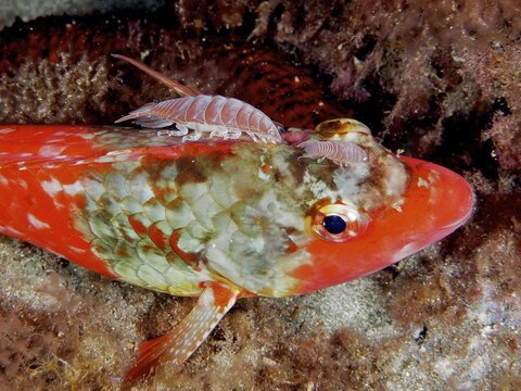 2 specimens of fish isopod (Anilocra), parasite, on Mediterranean parrotfish (Sparisoma cretense) . Dive site El Cabron marine reserve, Arinaga, Gran Canaria, Spain, Atlantic Ocean