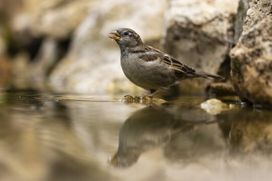 House sparrow (Passer domesticus) at a drinking trough, wildlife, Germany