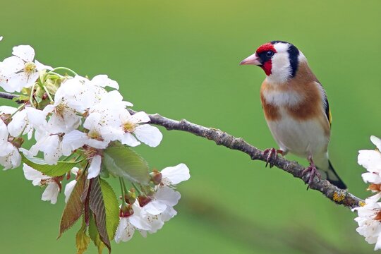 European goldfinch or (Carduelis carduelis) on flowering cherry branch, Solms, Hesse, Germany