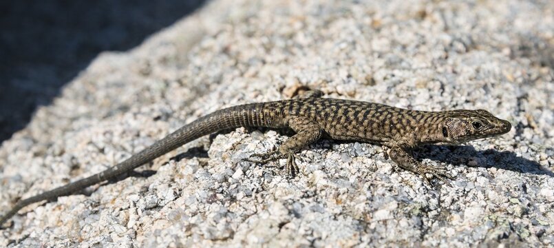 Bedriaga's rock lizard (Archaeolacerta bedriagae), on stone, Corsica, France