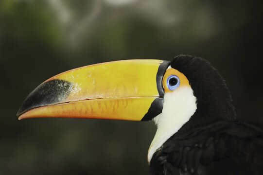 Toco toucan (Ramphastos toco), portrait, captive, occurrence in South America
