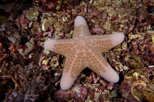 Beige starfish with geometric patterns, granulated roller star (Choriaster granulatus), on a colourful underwater bottom. Dive site Toyapakeh, Nusa Ceningan, Nusa Penida, Bali, Indonesia