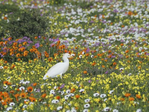 Yellow-billed egret (Mesophoyx intermedia) in the West Coast National Park, Cape Town, Western Cape, South Africa. Every South African spring (August) (September) the dry desert is transformed into a sea of flowers