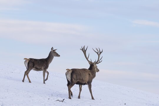A male and a female red deer (Cervus elaphus) run across a snow-covered meadow on a cold day. In the background is a blue sky with some clouds