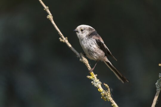 Aegithalos caudate, long-tailed tit, birds, tits, passeri, songbirds, songbirds, tits, birds