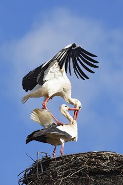 White storks (Ciconia ciconia) pair mating on nest, Schleswig-Holstein, Germany