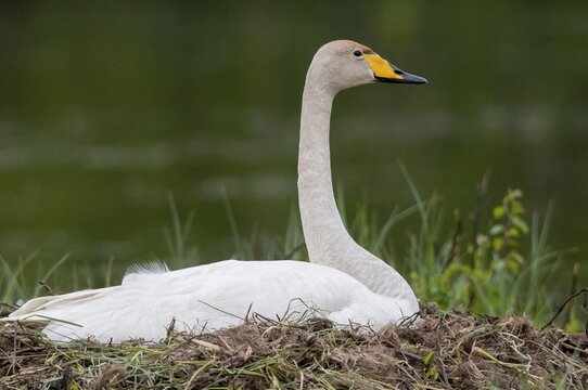 Cygnus Cygnus, Sweden, Singing Swan, Whooper Swan, Anatidae, Birds, Duckbirds, Swan, Swans, Sweden, Birds, Waterbirds, Waterbirds
