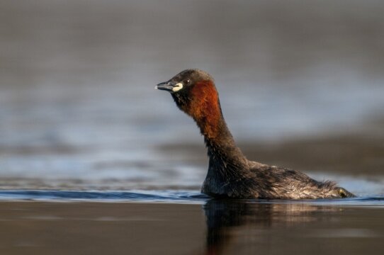 Littele grebe, tachybaptus ruficollis, little grebe, courtship behavior, birds, call, courtship display, dabchick, grebe, podicipedidae, call, diver, birds, waterbirds, waterbirds