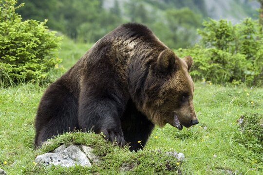 Brown Bear (Ursus arctos), Eng-alm alpine pasture, Karwendel Range, Tyrol, Austria