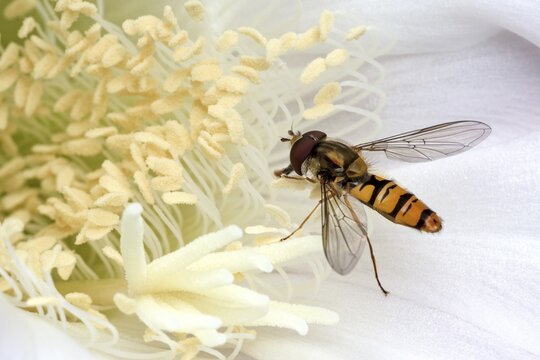 Hoverfly (Syrphidae) sitting on cactus flower (Echinopsis sp.), Baden-W&uuml;rttemberg, Germany