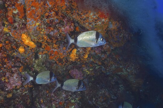 Several two-banded seabream (Diplodus vulgaris) swimming on a wall covered with colourful corals, dive site Giens peninsula, Port Cros marine reserve, Mediterranean Sea, Porquerolles, Provence, C&ocirc;te d'Azur, France