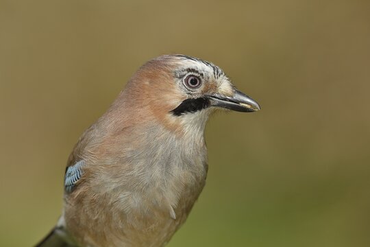 Eurasian jay (Garrulus glandarius), animal portrait, Wilden, North Rhine-Westphalia, Germany