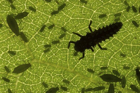 Harlequin ladybird or ladybug (Harmonia axyridis) adult insect larva eating a Plum aphid (Hyalopterus pruni) aphids on a plum tree leaf in summer, England, United Kingdom
