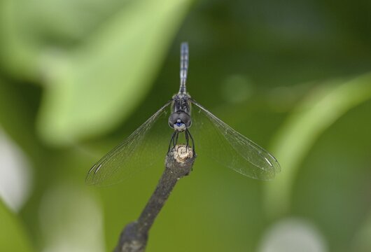 Odonate (Odonata), Loango National Park, Parc National de Loango, Ogoou&eacute;-Maritime Province, Gabon