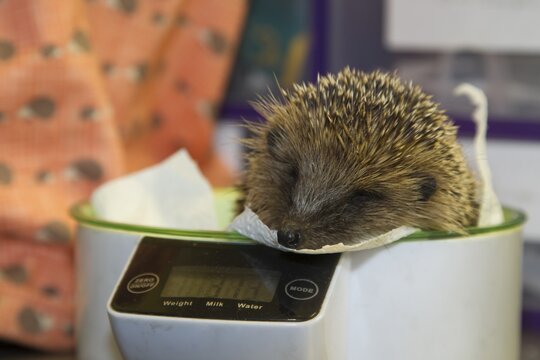 European hedgehog (Erinaceus europaeus) adult animal being weighed on scales at a hedgehog rescue centre, England, United Kingdom