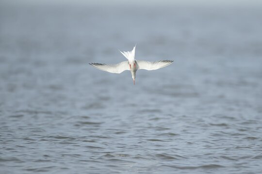 Common tern (Sterna hirundo) adult bird diving in flight towards the sea in the summer, England, United Kingdom