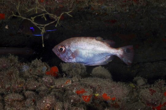 A whitish, shimmering large-eyed grouper (Heteropriacanthus cruentatus) in a dark underwater landscape, Pasito Blanco Reef dive site, Arguinegu&iacute;n, Gran Canaria, Spain, Atlantic Ocean