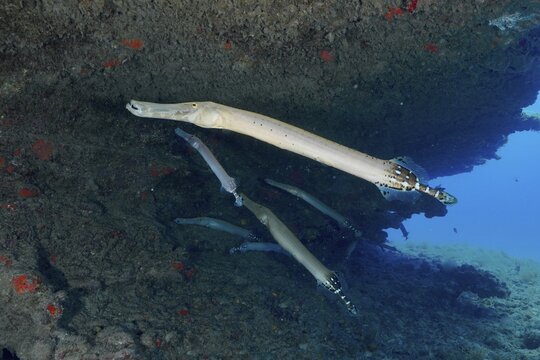 A school of elongated fish, the Atlantic cornetfish (Aulostomus strigosus), swims through an underwater cave, framed by shades of dark and blue, at the Pasito Blanco Reef dive site, Arguinegu&iacute;n, Gran Canaria, Spain, Atlantic Ocean