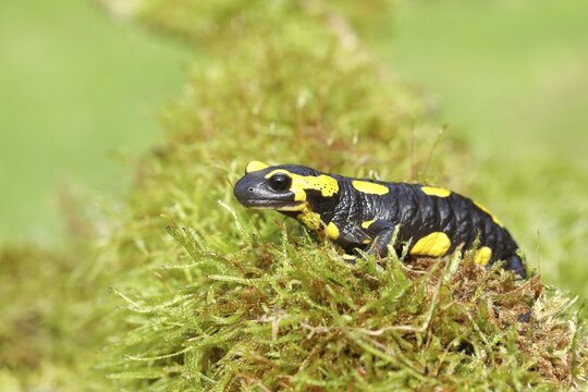 Fire salamander (Salamandra salamandra), running over moss, Wildlife, North Rhine-Westphalia, Germany