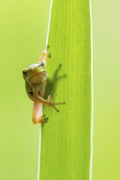European tree frog (Hyla arborea), Zandvort, Netherlands