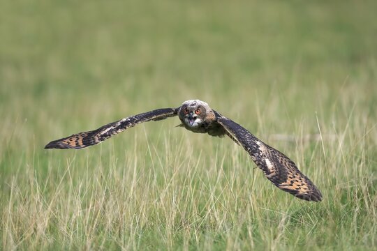 Eurasian eagle-owl (Bubo bubo) adult, flying over meadow, hooting, Kasselburg, Eifel, Germany
