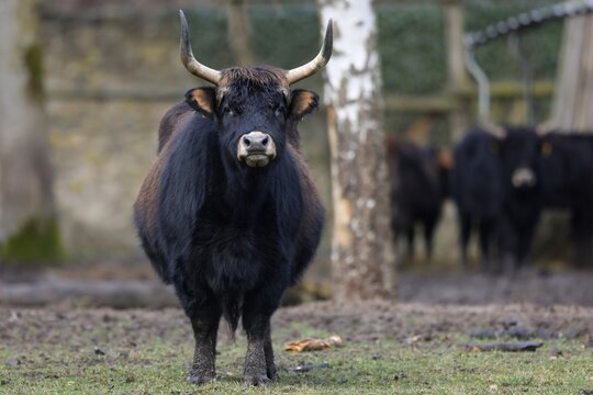 Domestic cattle (Bos primigenius), Ur in a meadow, captive