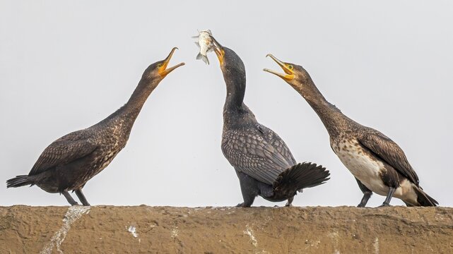 Cormorant (Phalacrocorax carbo) with catfish as prey, hunting, interaction of several birds, fighting, food envy, fishing, preying, sunrise, morning light, Kiskunsag National Park, Hungary