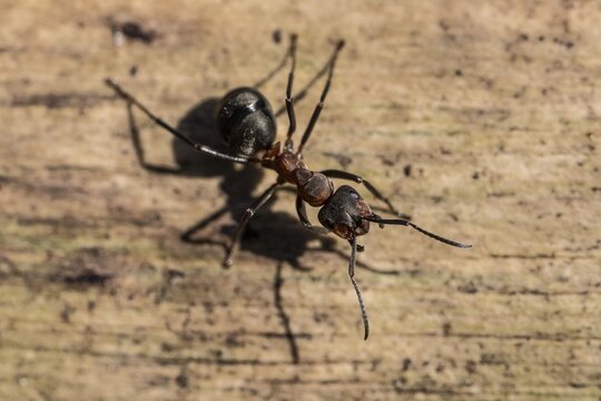 Red Wood Ant (Formica rufa), Emsland, Lower Saxony, Germany