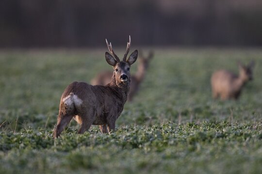 Roebuck in field, Germany