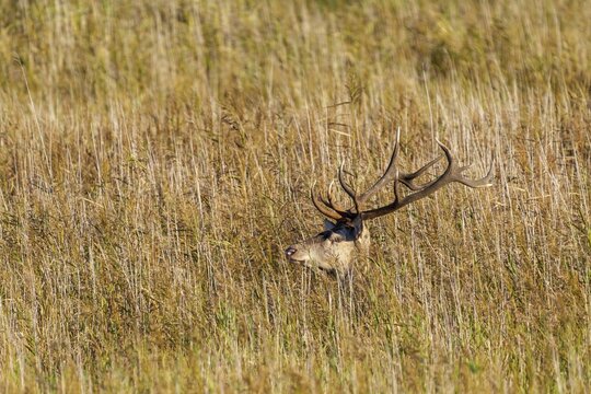 Red deer (Cervus elaphus), deer in rut in the reeds, animal portrait, wildlife, Vorpommersche Boddenlandschaft National Park, Zingst, Mecklenburg-Western Pomerania, Germany