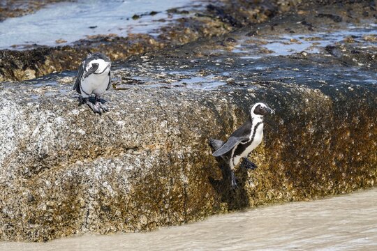 African penguin (Spheniscus demersus) jumping on a rock, Boulder Beach, Western Cape, Simon's Town, South Africa