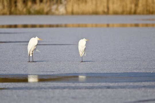 Two Great Egrets (Ardea alba) standing on ice, North Hesse, Hesse, Germany