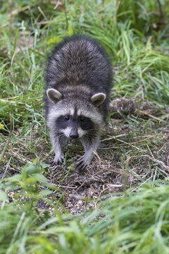 Carnivora, procyon lotor, raccoon, predators, raccoon, adolescent, high size, portrait, juvenile, mammals, raptors, mammals