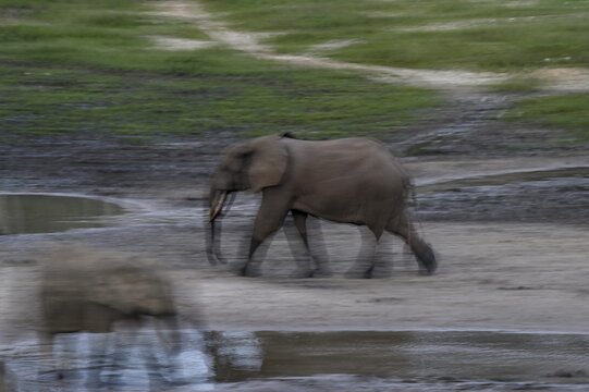 African forest elephants (Loxodonta cyclotis) in the Dzanga Bai forest clearing, blue hour, Dzanga-Ndoki National Park, Unesco World Heritage Site, Dzanga-Sangha Complex of Protected Areas (DSPAC), Sangha-Mba&eacute;r&eacute; Prefecture, Central African Republic