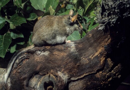 Eliomys quercinus, garden sleepers, rodents, rodentia, bilche, dormice, dormouse, mammals, rodents, sleepers, mammals