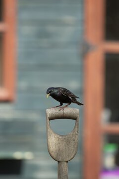 Common starling (Sturnus vulgaris) adult bird on a garden fork handle with a shed in the background, England, United Kingdom
