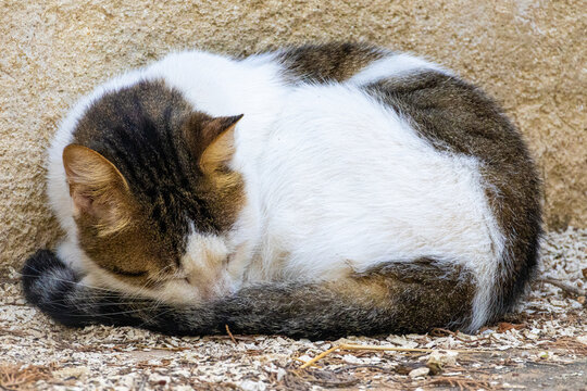 Sleeping tabby and white stray cat curled up on stone ground