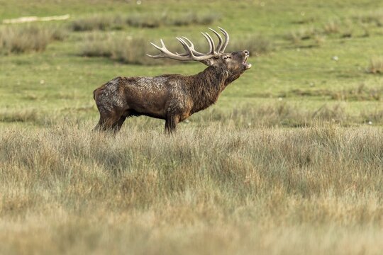 Red deer (Cervus elaphus), deer roaring during the rut