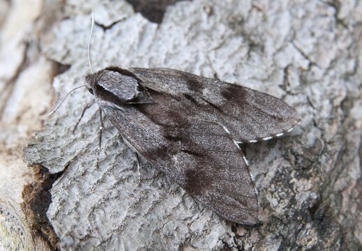 Hyloicus pinastri, pine swarmer, pine hawk moth, sphinx pinastri, pine arrow, butterfly, insects, moths, moths, moths, butterfly