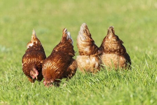 Brown hens pecking on a green meadow in the sunlight, domestic chicken, Rhineland-Palatinate, Germany