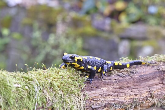 Fire salamander (Salamandra salamandra), running over mossy forest floor, wildlife, looking into the camera, close-up, Wilnsdorf, North Rhine-Westphalia, Germany