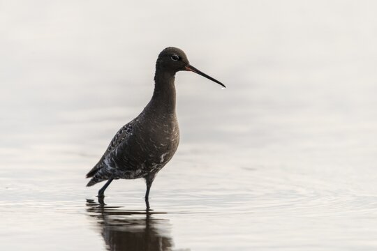 Dark water strider, spotted redshnak, tringa erythropus, birds, charadriiformes, limikolen, snipe birds, scolopacidae, transitory plumage, birds, waders, transitional dress