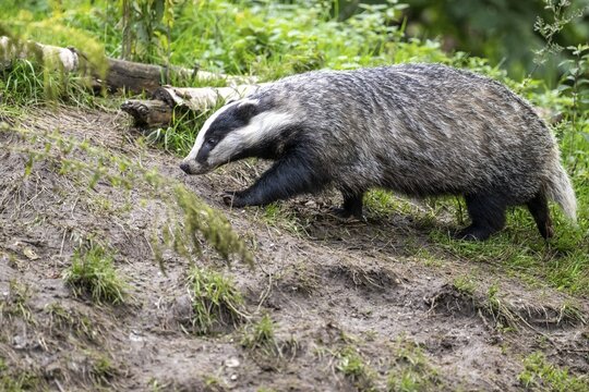 Badger (Meles meles), Vechta, Lower Saxony, Germany