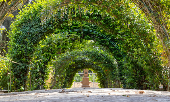 Garden path under green foliage archway tunnel in San Anton Gardens