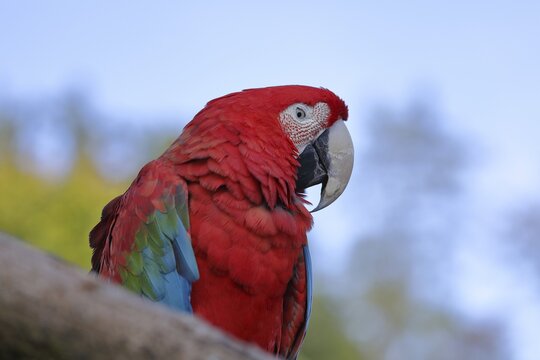 Red-and-green macaw (Ara chloroptera), animal portrait, captive, Hesse, Germany
