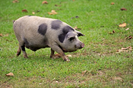 Domestic pig (Porcus domesticus), female, Pantanal, Mato Grosso, Brazil
